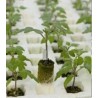 Seminte de portaltoi hibrid pentru tomate Emperador F1