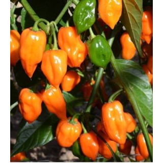 Seminte de ardei Habanero Orange F1, 100 Seminte