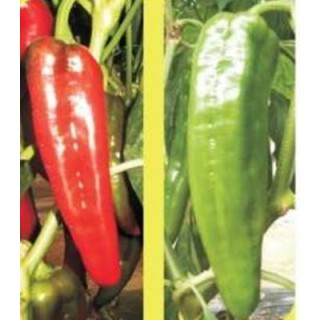 Ardei  Torchy F1, 1 Gram