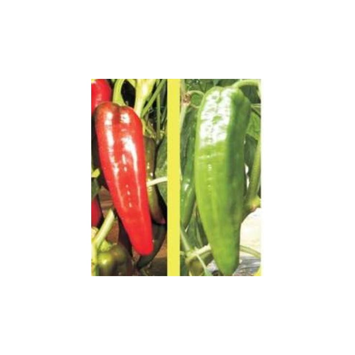 Ardei  Torchy F1, 1 Gram
