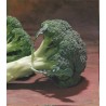 Seminte de broccoli Chevalier F1, 1000 Seminte