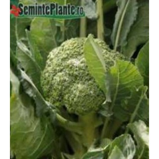 Seminte de broccoli Monfils F1, 2500 Seminte