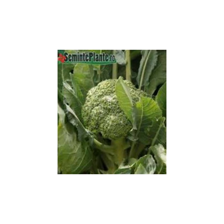Seminte de broccoli Monfils F1, 2500 Seminte
