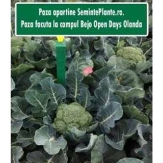 Seminte de broccoli Belstar F1, 1000 Seminte