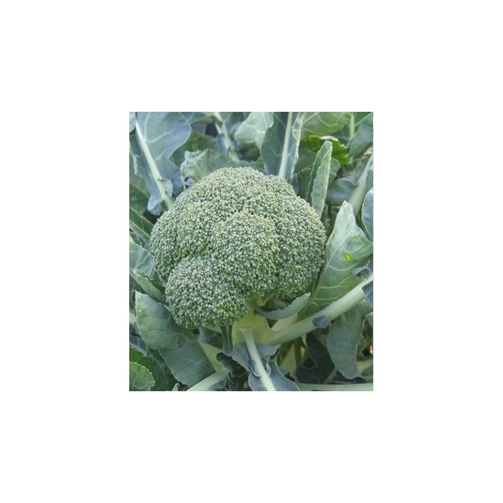 Seminte de broccoli Fiesta F1, 1000 Seminte