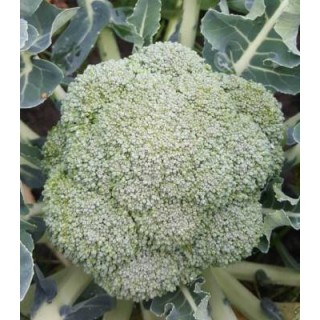 Seminte de broccoli Brontolo F1, 2500 Seminte
