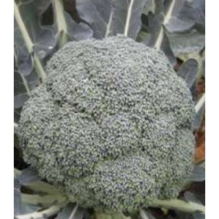 Seminte de broccoli Ronny F1, 1000 Seminte
