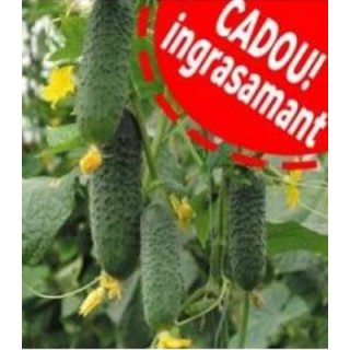 Seminte de castraveti Madita F1, 500 Seminte + Ingrasamant GRATIS