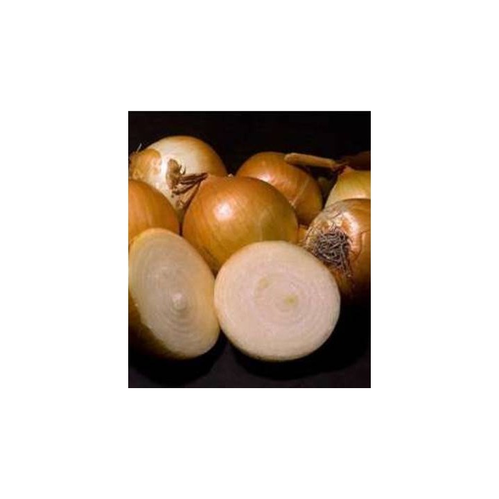 Seminte de ceapa Globe Yellow Danvers, 250.000 Seminte