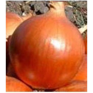 Seminte de ceapa Cooper Ball F1, 250.000 Seminte
