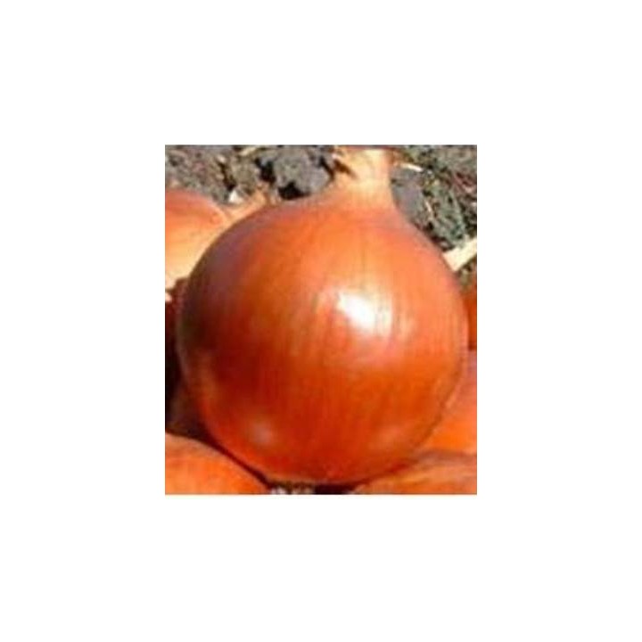 Seminte de ceapa Cooper Ball F1, 250.000 Seminte