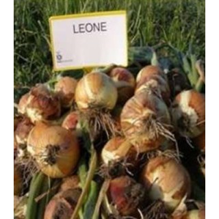Seminte de ceapa Leone - Valenciana tardia, 250.000 Seminte
