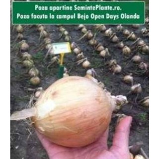 Seminte de ceapa Exhibition, 10.000 Seminte, (Gigantica)