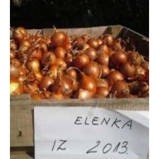 Seminte de ceapa Elenka F1, 10.000 Seminte
