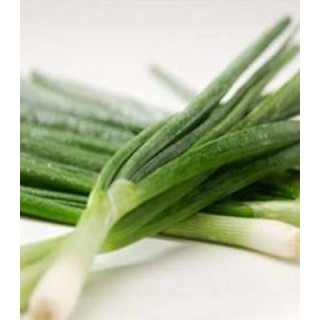 Seminte de ceapa verde Tycoon F1, 10.000 Seminte
