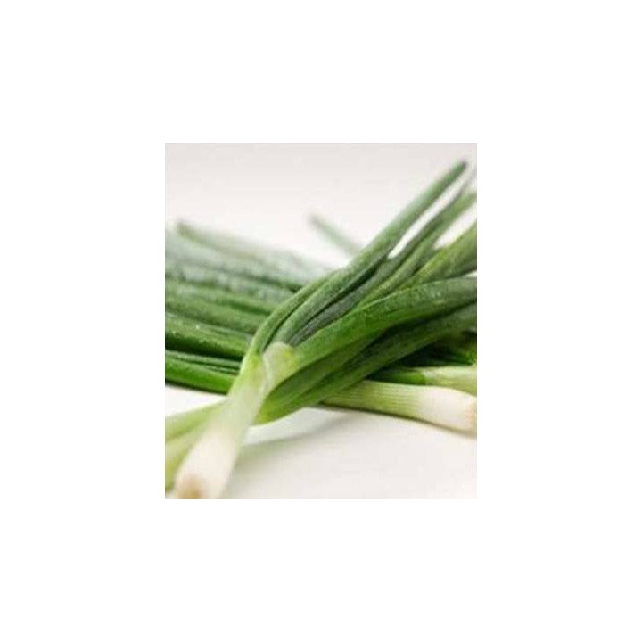 Seminte de ceapa verde Tycoon F1, 10.000 Seminte