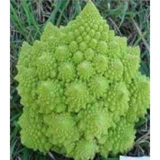 Seminte de conopida Puntoverde F1