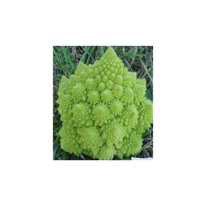 Seminte de conopida Puntoverde F1