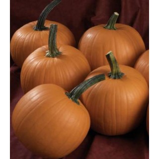 Seminte dovleac de Halloween Terrafin F1