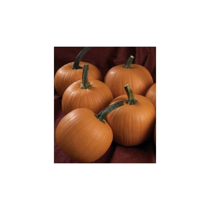 Seminte dovleac de Halloween Terrafin F1