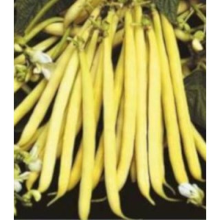 Seminte de fasole Valdor, fideluta galbena, 1 kilogram