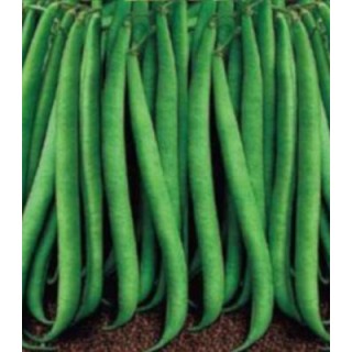 Seminte de fasole pitica fideluta verde Proton