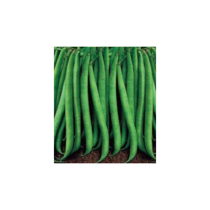 Seminte de fasole pitica fideluta verde Proton