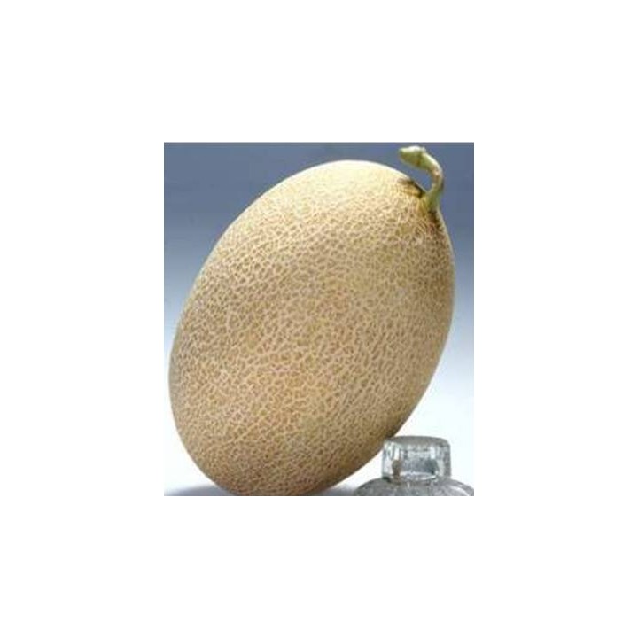 Seminte de pepene galben Amal F1