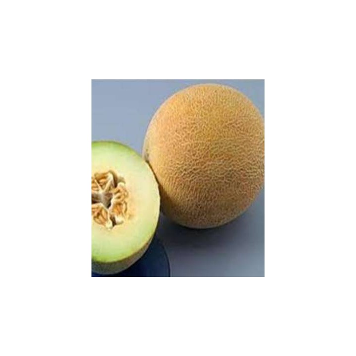 Pepene galben Jaguar F1, 500 seminte