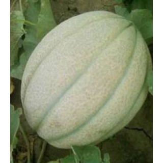 Seminte de pepene galben Mariana F1