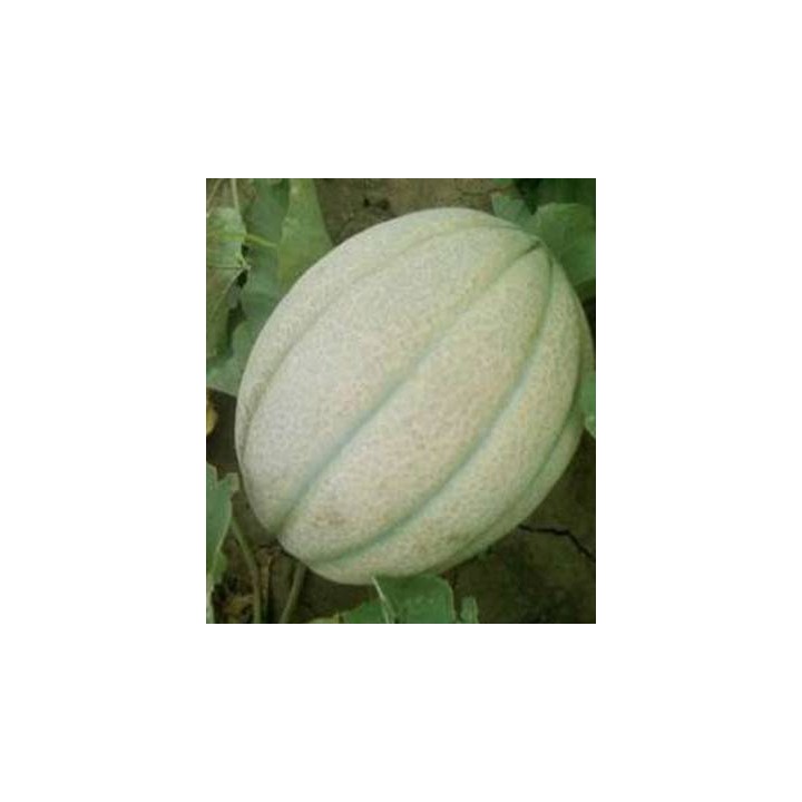 Seminte de pepene galben Mariana F1