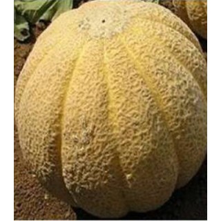 Seminte de pepene galben Superstar F1, Clause