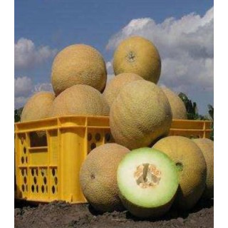 Seminte de pepene galben Waller F1