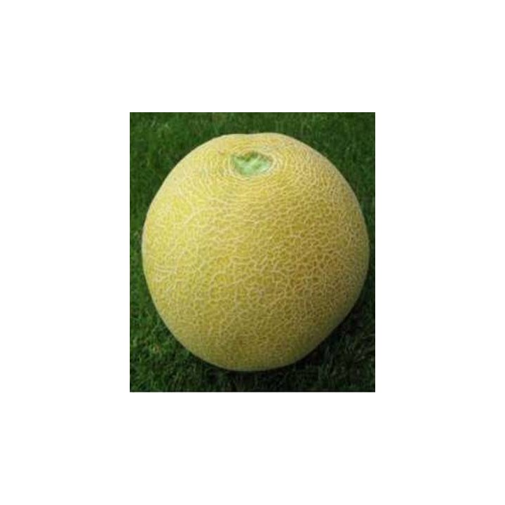 Seminte de pepene galben Cory F1