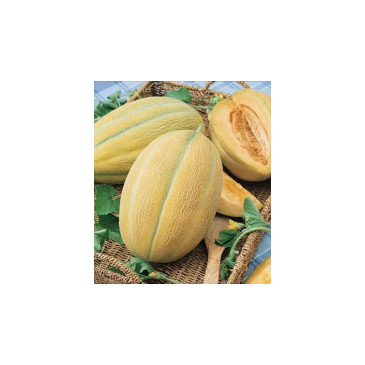 Seminte de pepene galben Hibrid F1