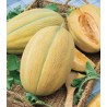 Pepene de pepene galben Hibrid 1 F1