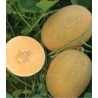 Seminte de pepene galben Kemer Orange, hibrid ananas cu miez oranj