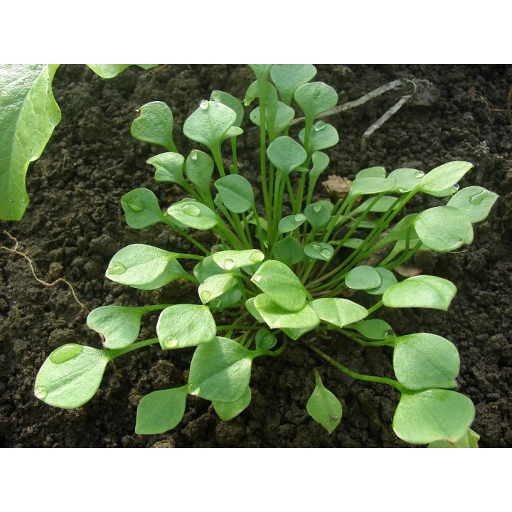 Salata Minerului