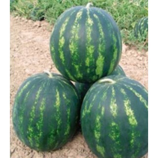 Seminte de pepene verde Bonta F1