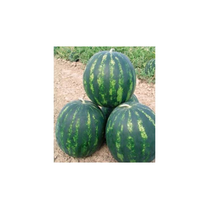 Seminte de pepene verde Bonta F1