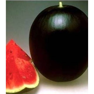 Pepene Verde Pata Neagra F1 20 sem