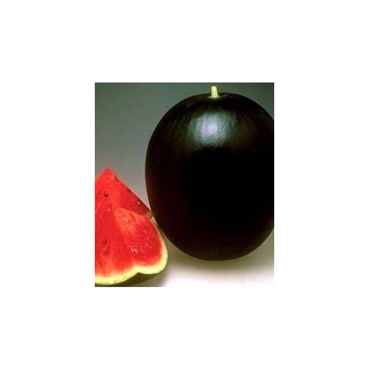 Pepene Verde Pata Neagra F1 20 sem
