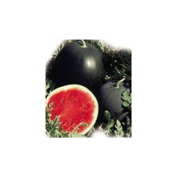 Red Star F1, seminte de pepene verde, 500 seminte