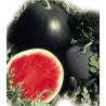 Red Star F1, seminte de pepene verde, 500 seminte