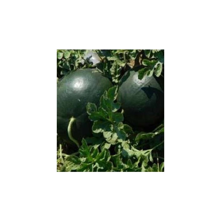 Seminte de pepene verde Romantic F1, 1000 seminte