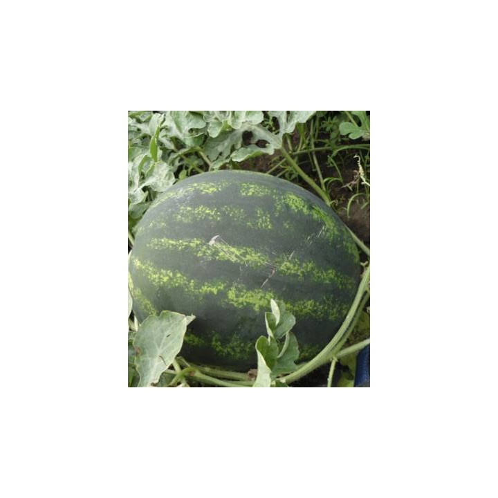 Seminte de pepene verde Carroll F1
