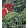 Pepene Verde Lady F1, 500 seminte