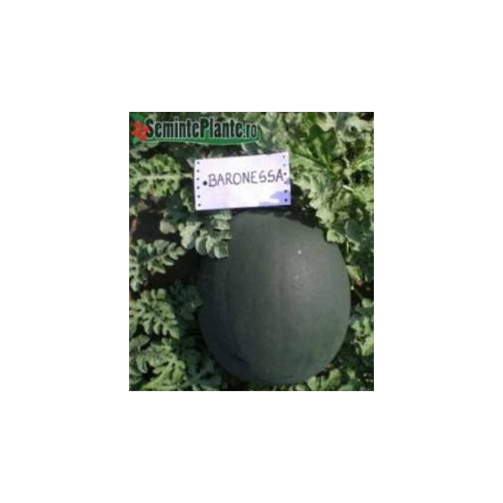 Seminte de pepene verde Baronessa F1