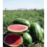 Seminte de pepene verde Youlie F1