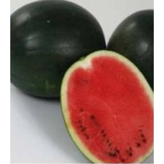 Seminte de pepene verde Red Comet F1